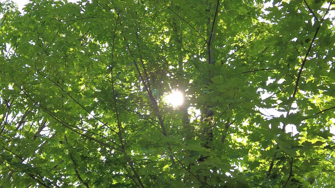 夏日阳光树枝树叶植物鲜花实拍  