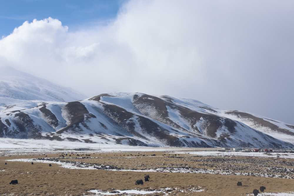 雪山下的牦牛
