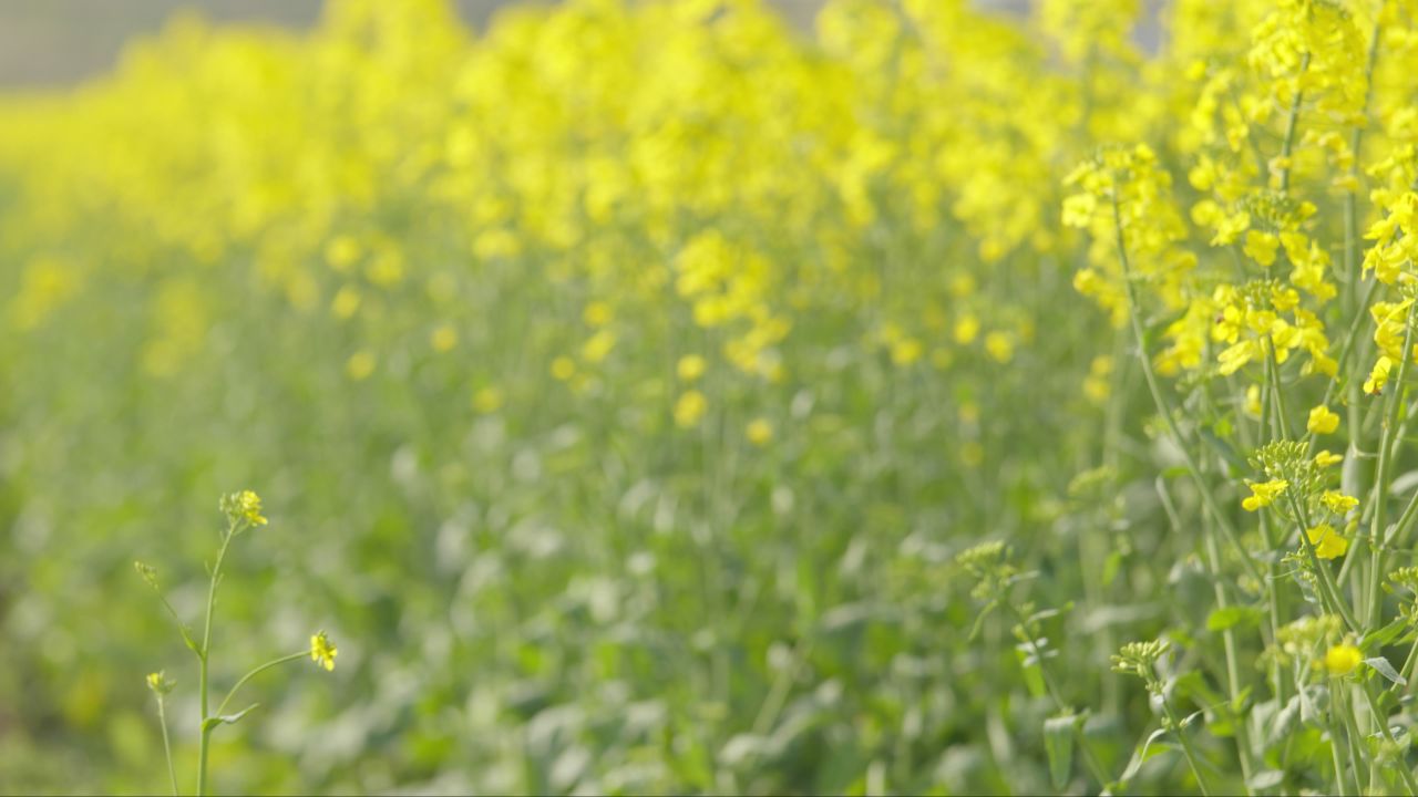 春天农村油菜花海蜜蜂采蜜 41