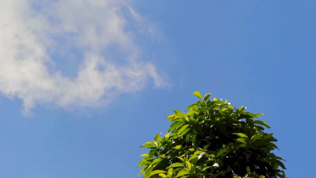 白兰树和白云飘6
