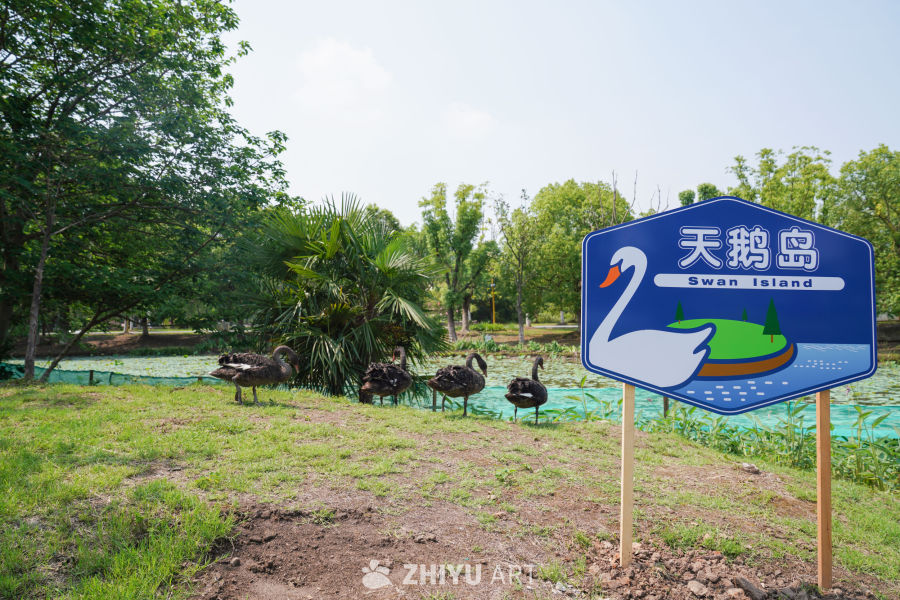 公园里的天鹅岛 11