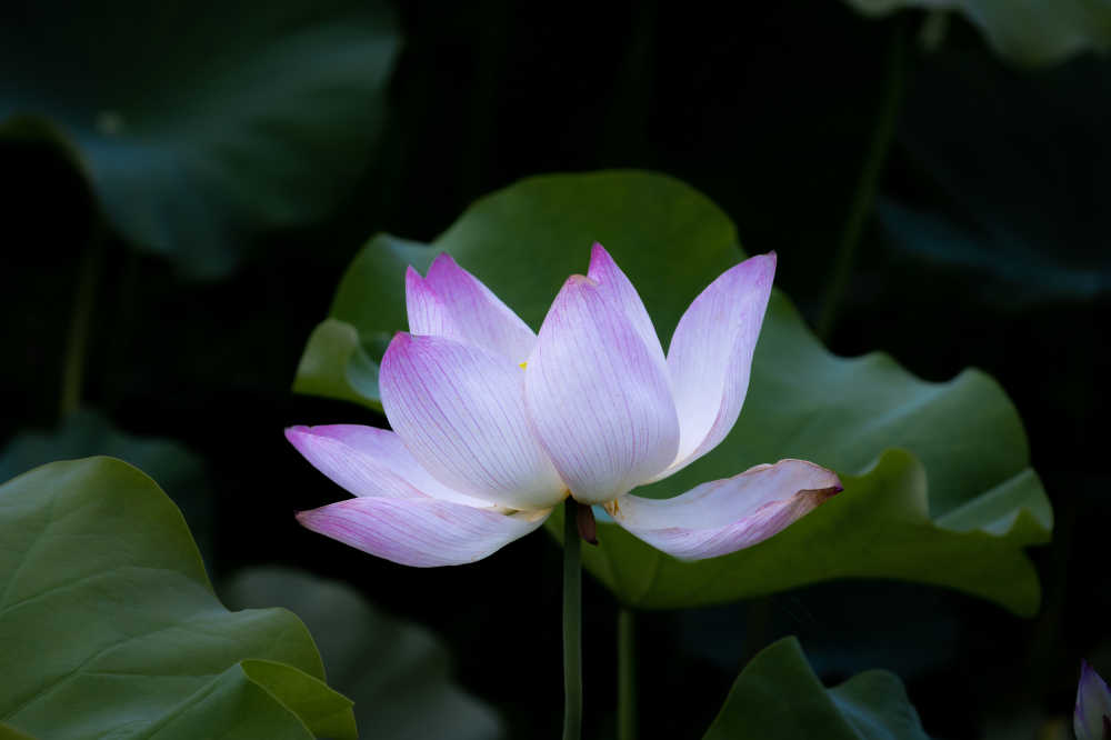出淤泥而不染