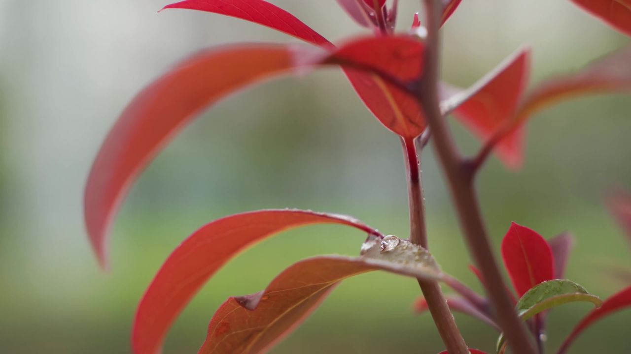 雨后红叶