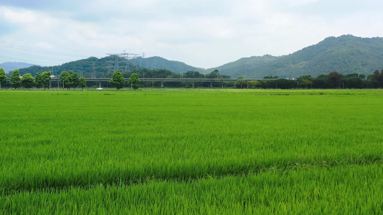 美丽稻田