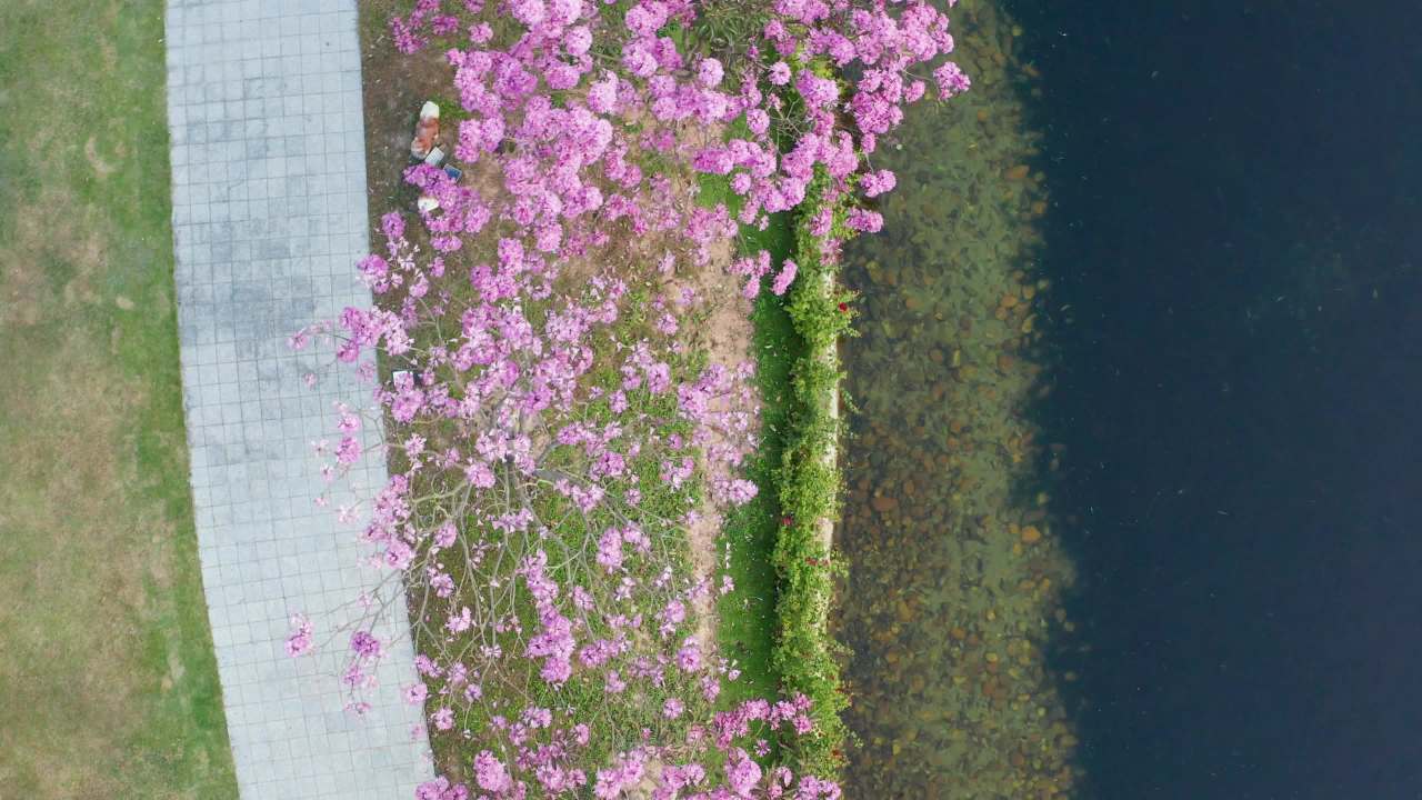 紫色风铃花盛开季节 二