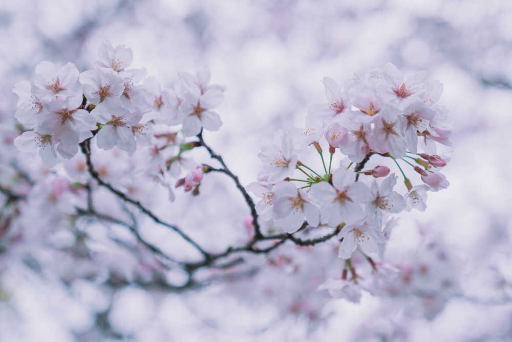 樱花季