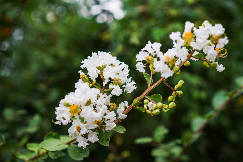 紫薇花 37