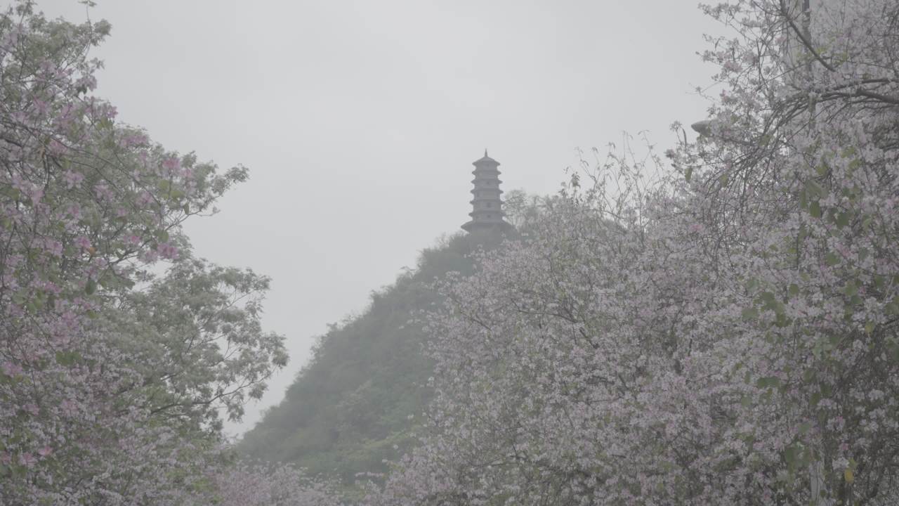 紫荆花 11