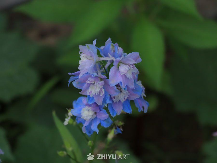 夏日里盛开的蓝色花朵