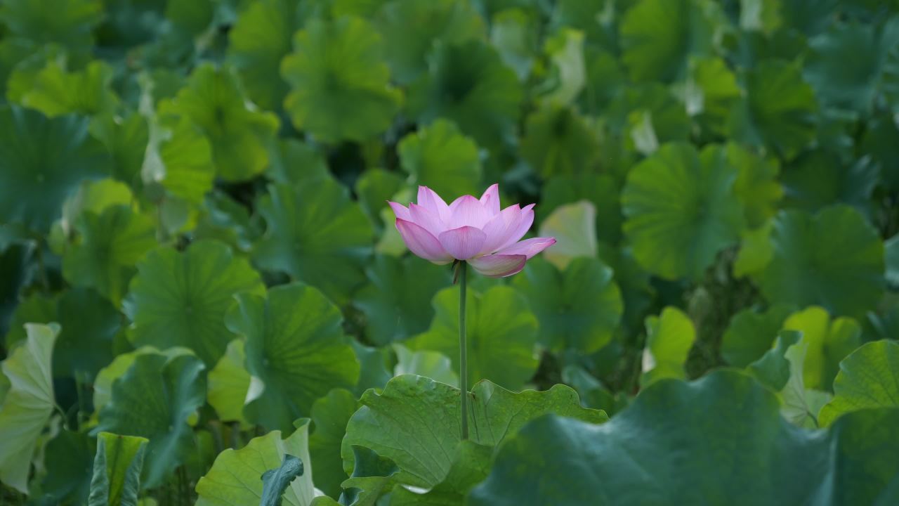 荷花 17