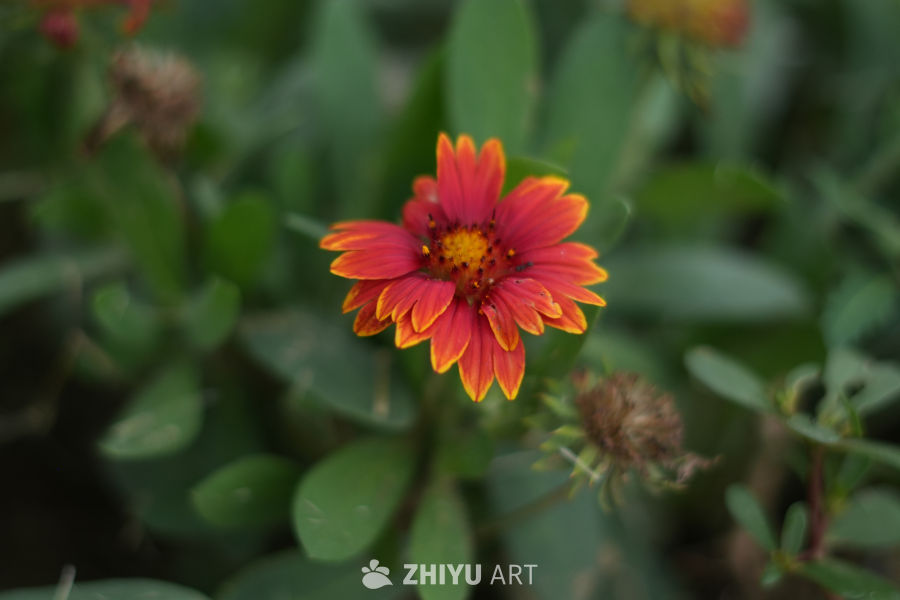 【实拍样片】索尼A6700相机实拍照片原片 3