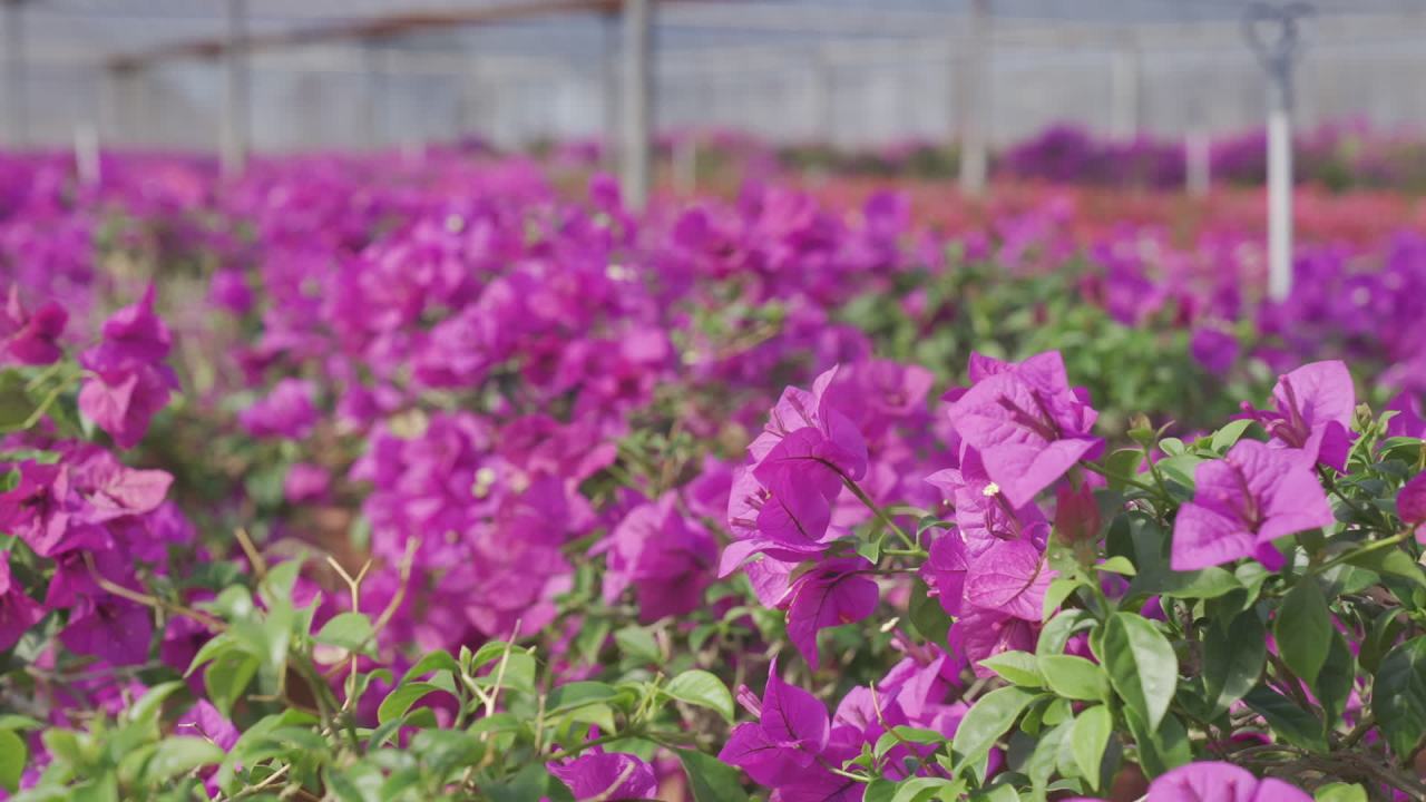 年宵花 6