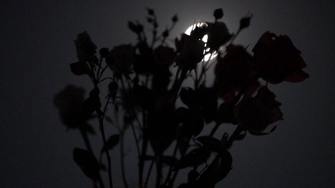 天台上的花与月