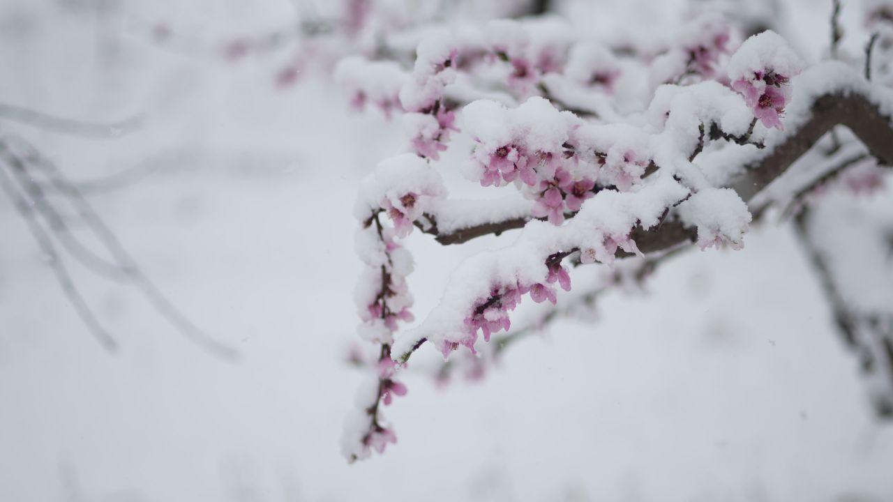 罕见的自然奇观 | 三月桃花雪