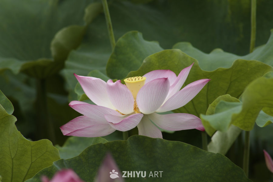 粉嫩莲花绽放