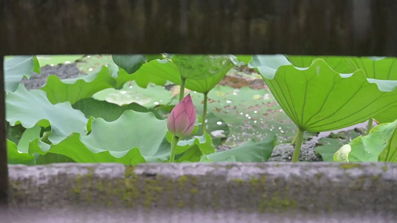 雨中莲池