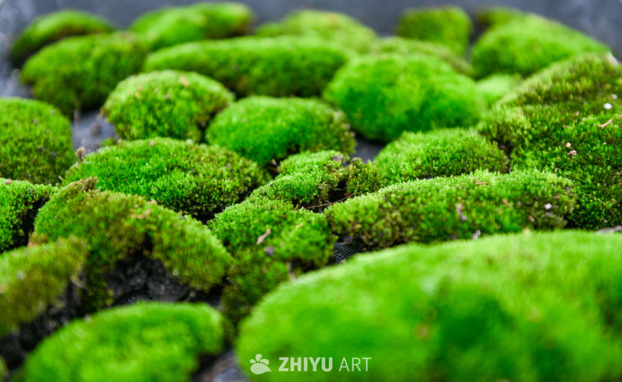 苔藓植物种植 8