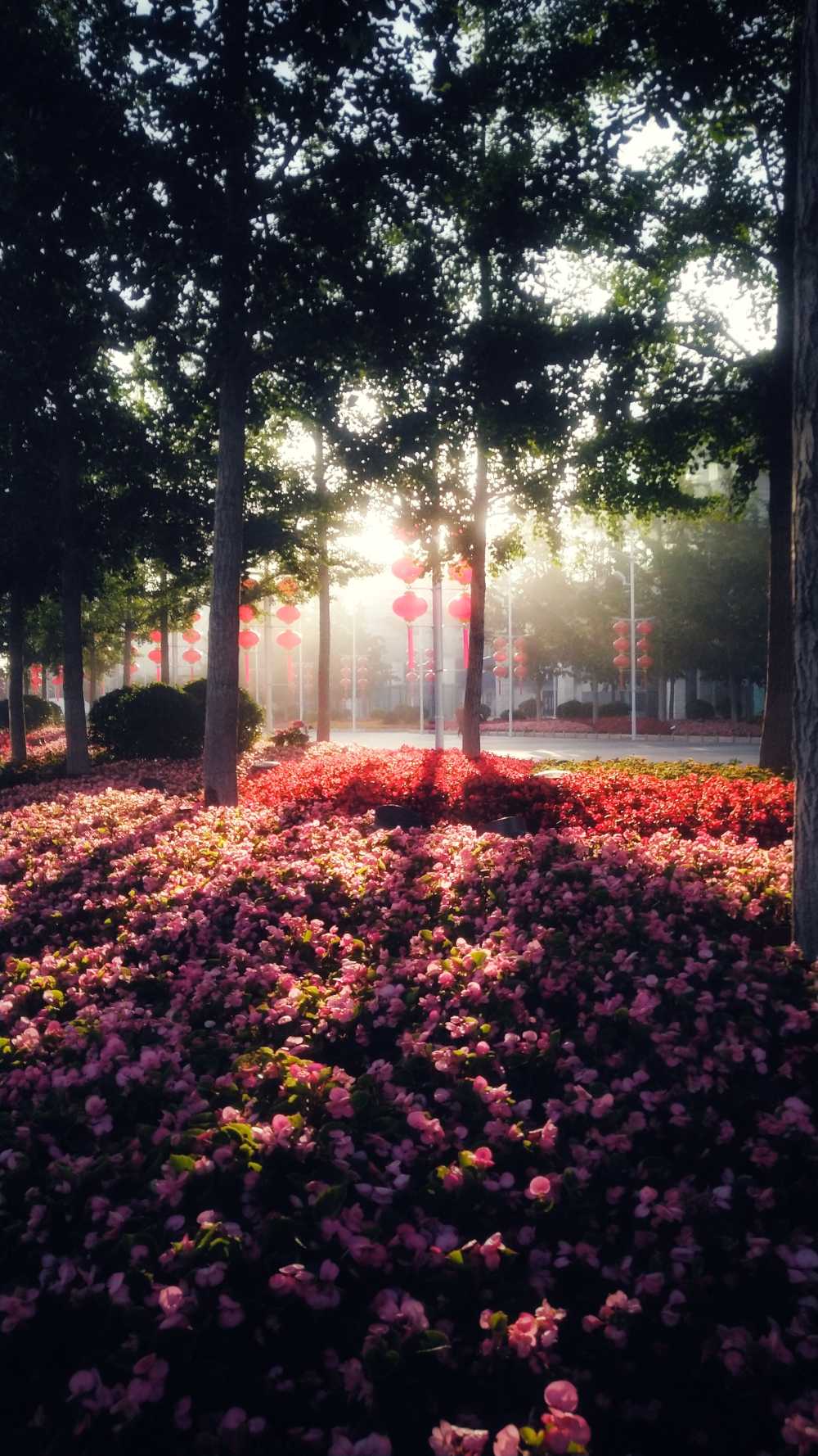 夏日清晨
