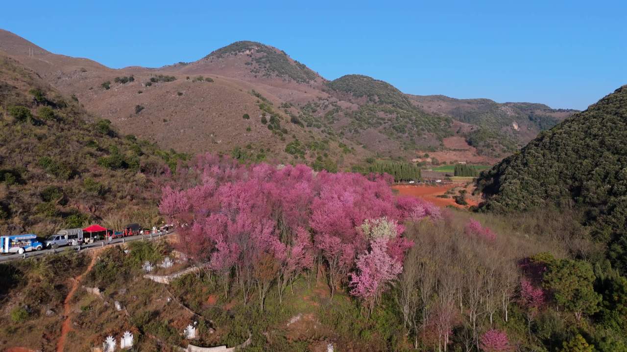 山间樱花绽放