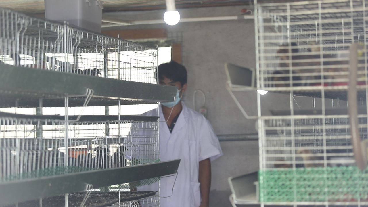 检查鸡笼 养殖工厂人员