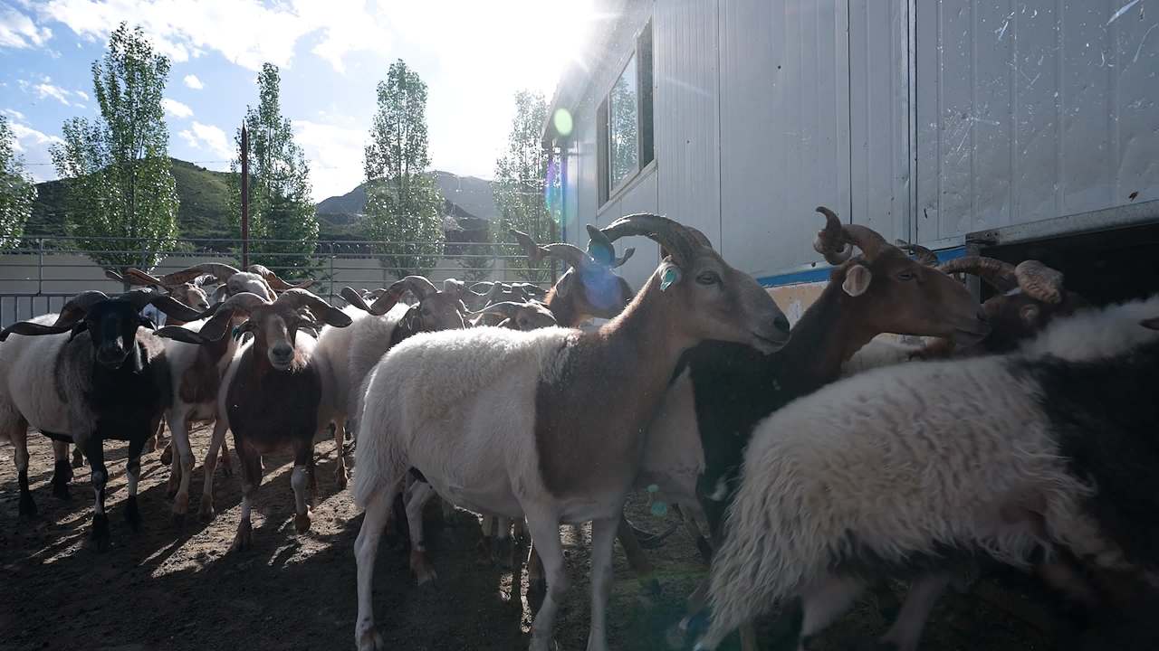 兽医团队给羊群做防疫