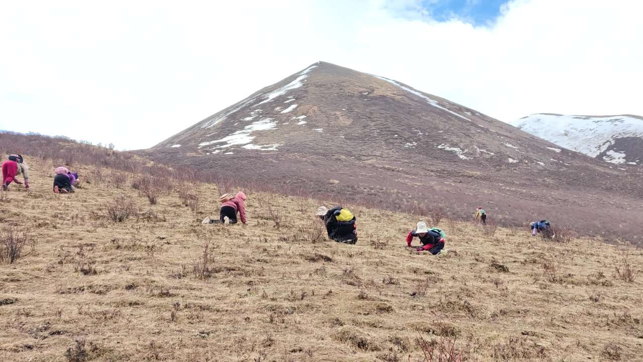 采挖冬虫夏草