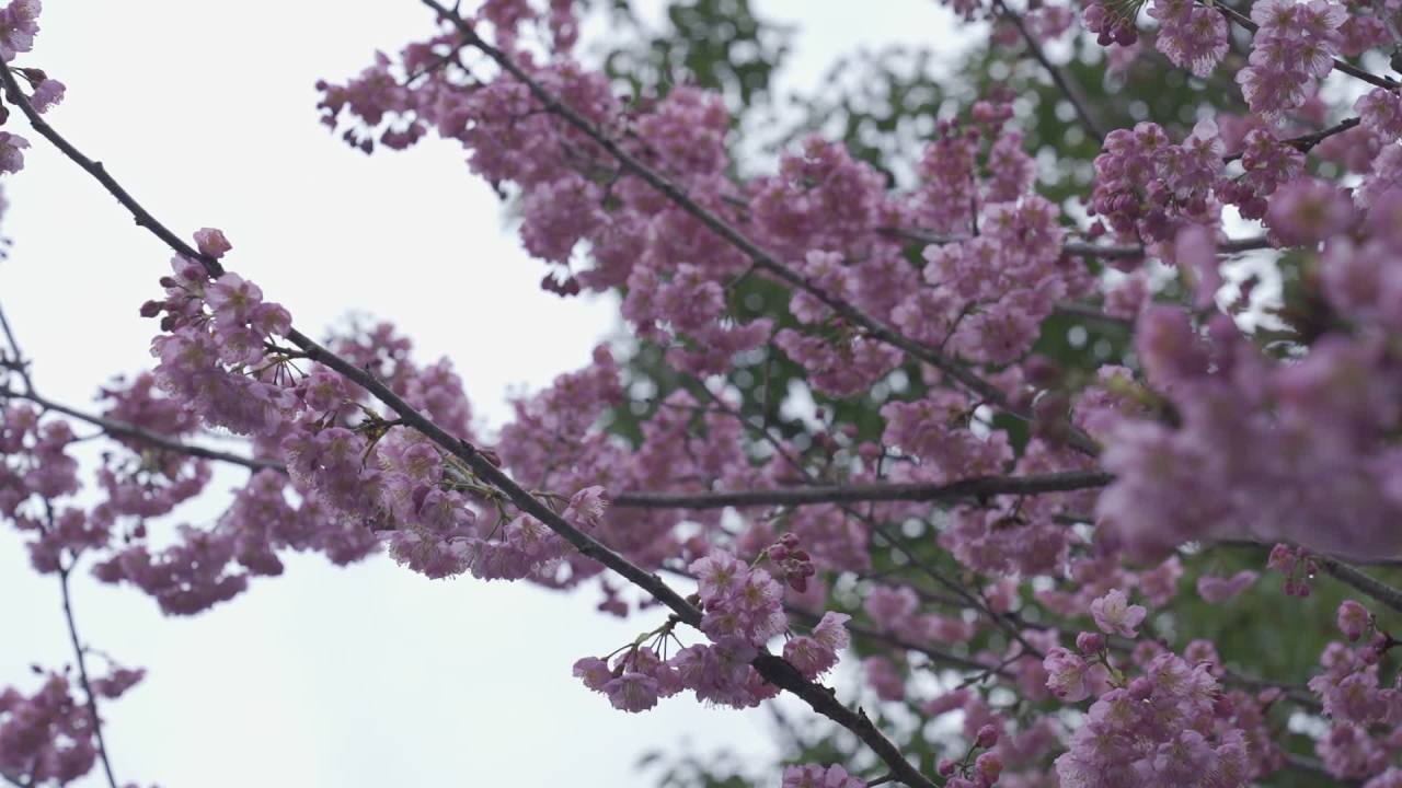 樱花绽放的春天