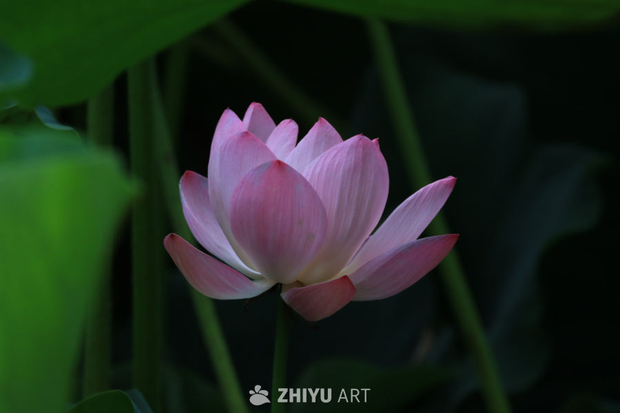 荷花 81