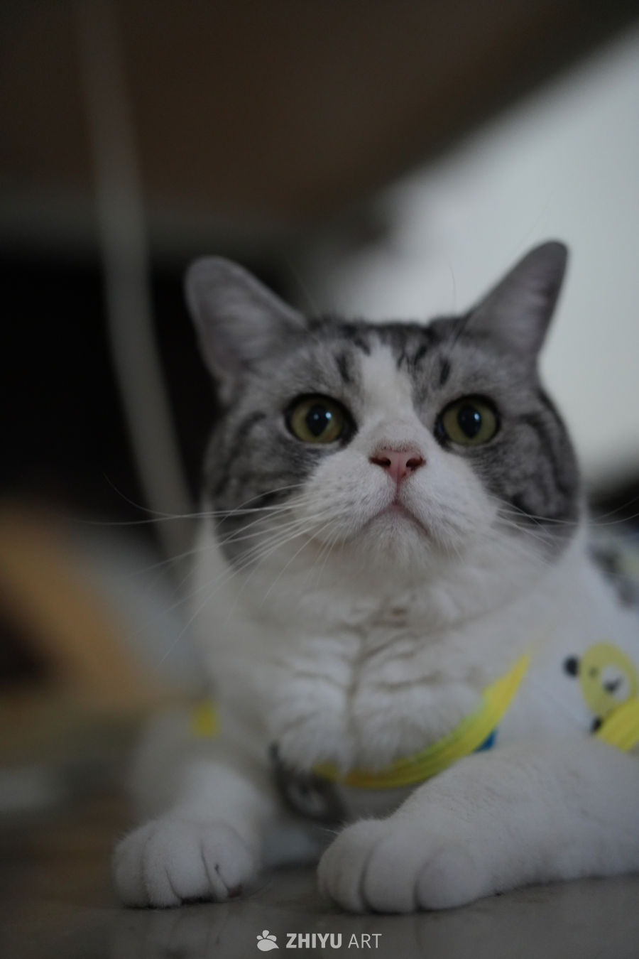 猫咪 1