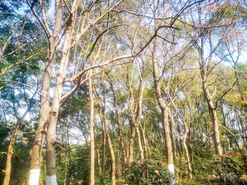 湖南省植物园各种植物摄影图