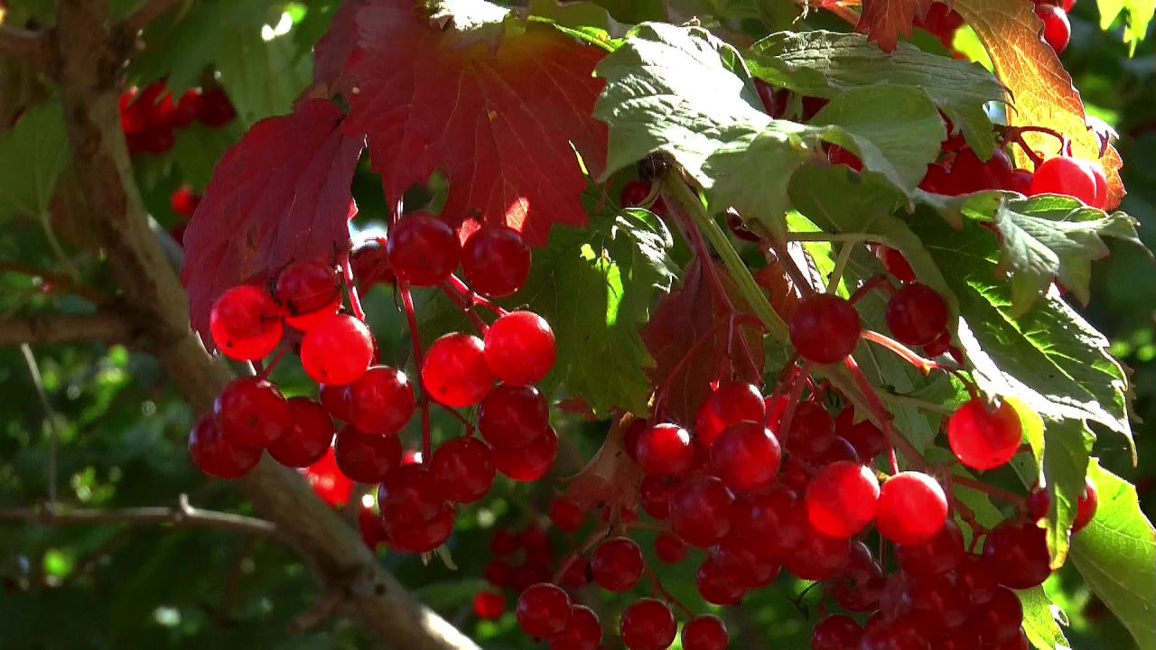 琼花红色植物莓