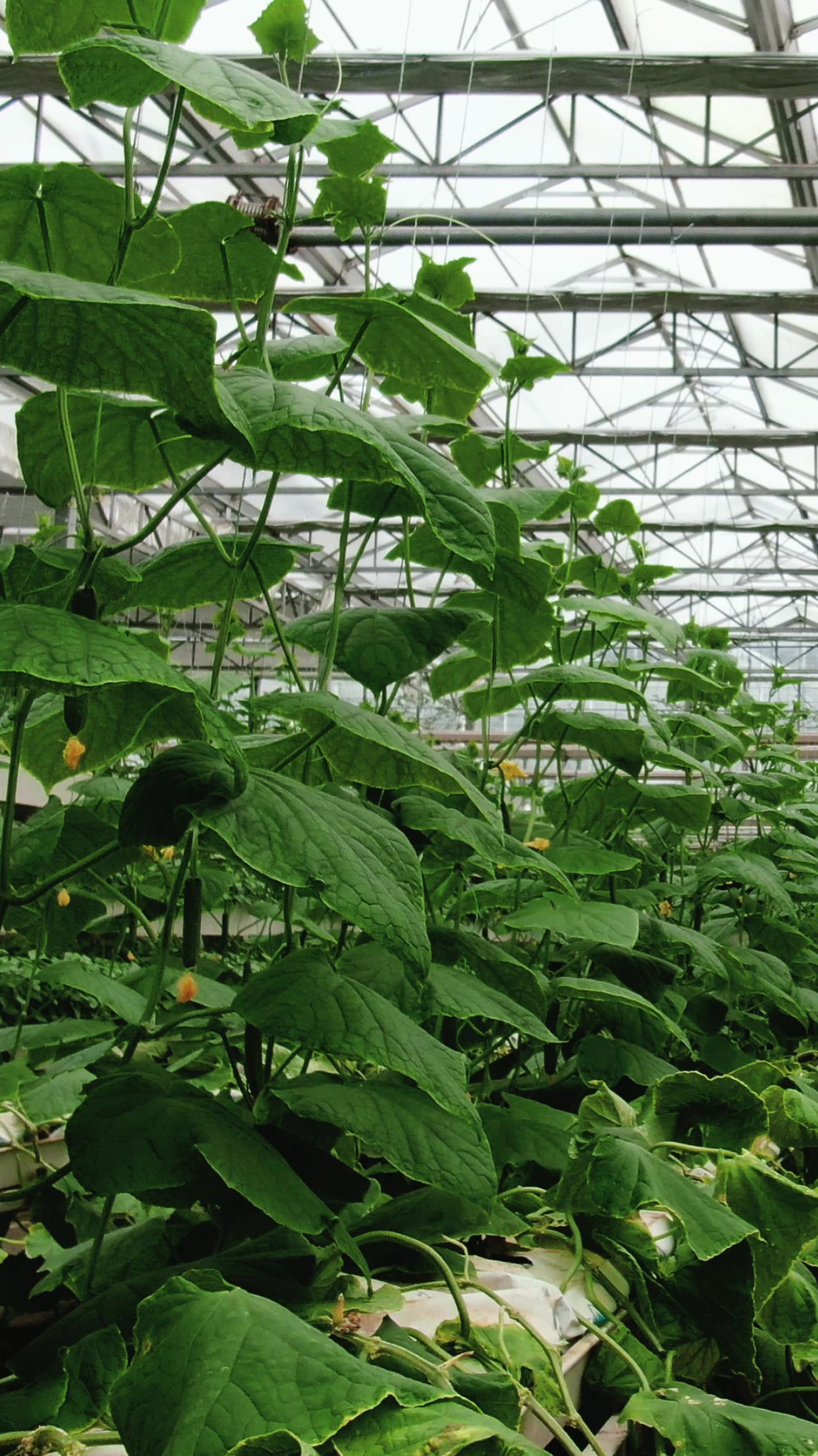 农业种植绿色蔬菜小瓜 