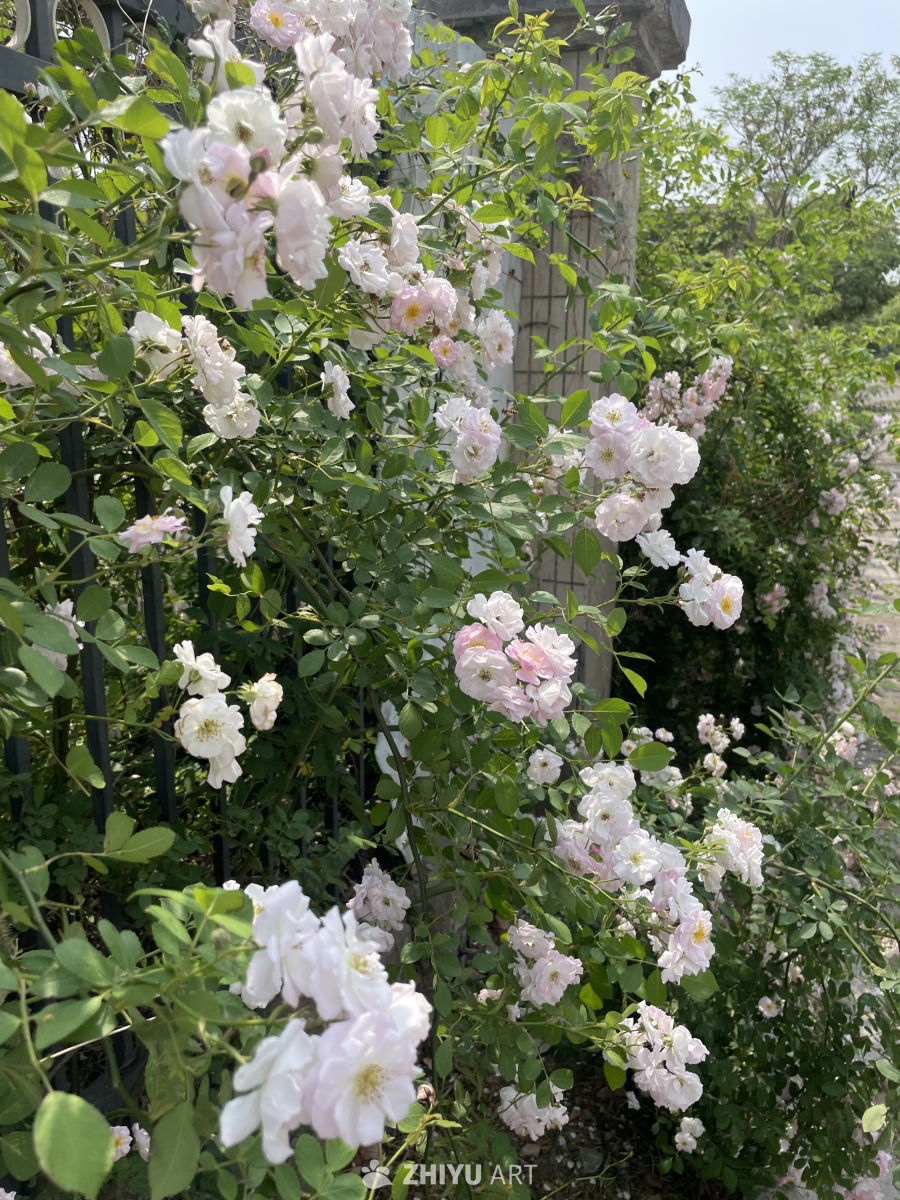 春季花卉 8