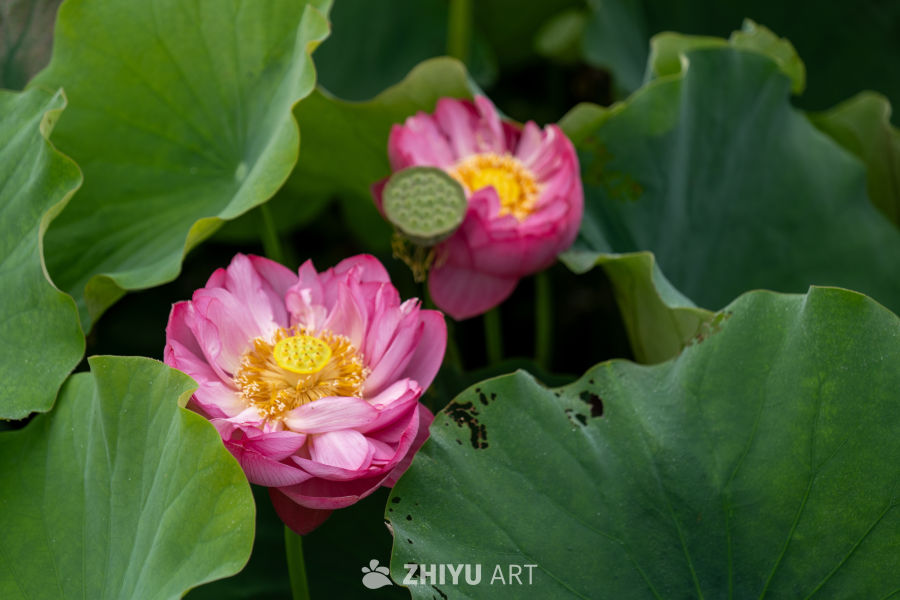荷花 63