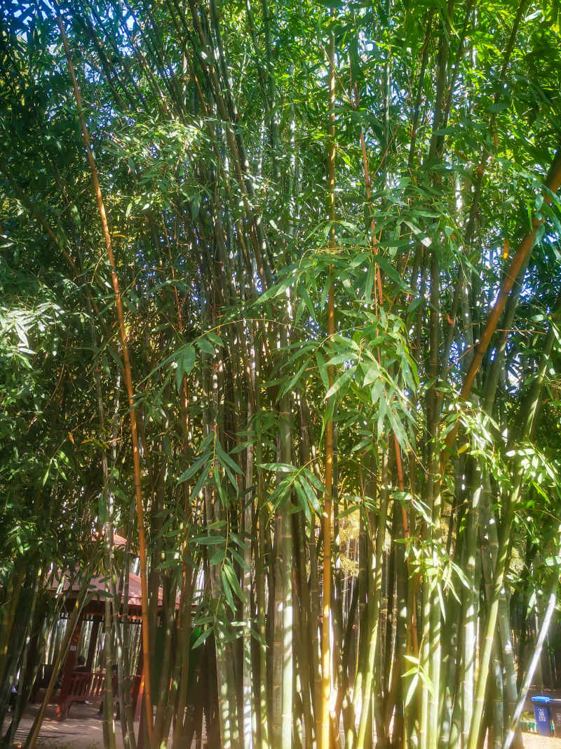 竹林竹叶植物摄影图 