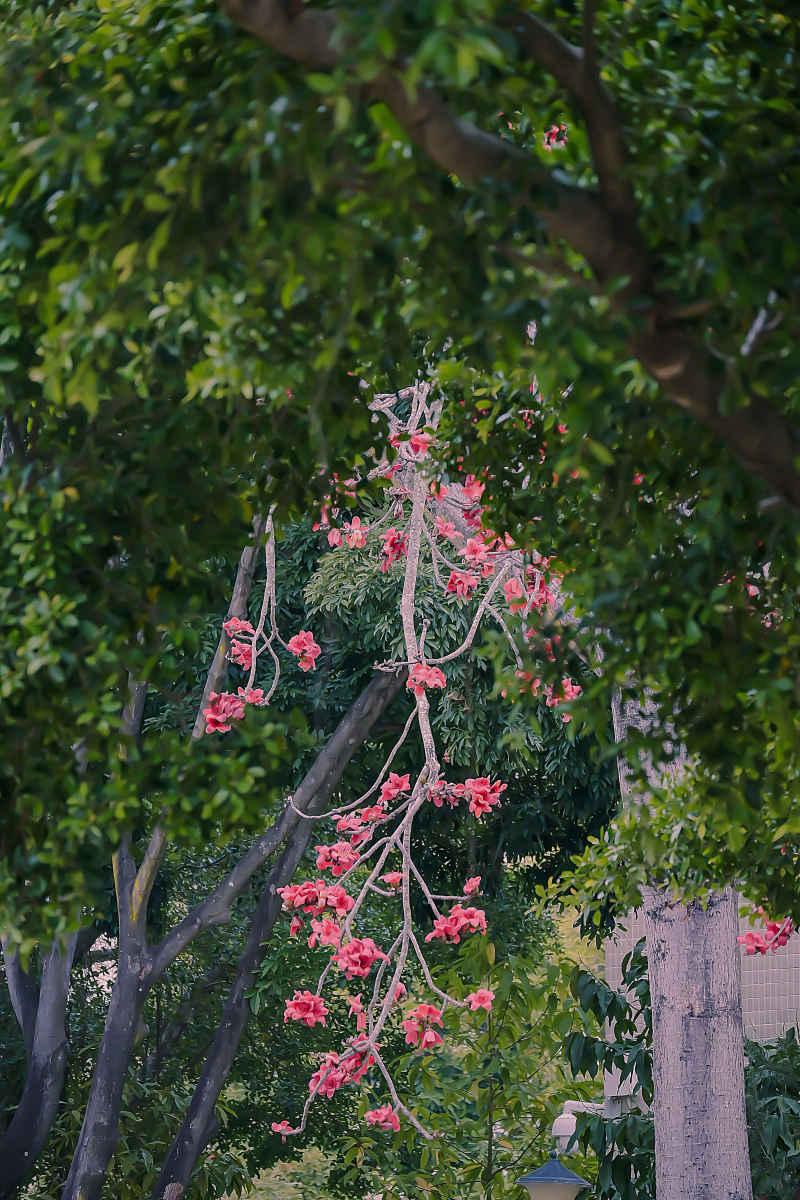 花开