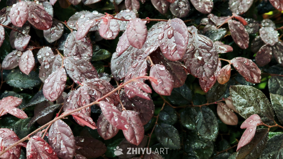 雨后紫叶植物
