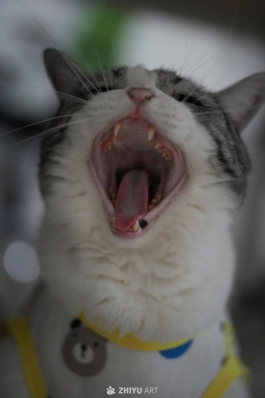猫咪 12