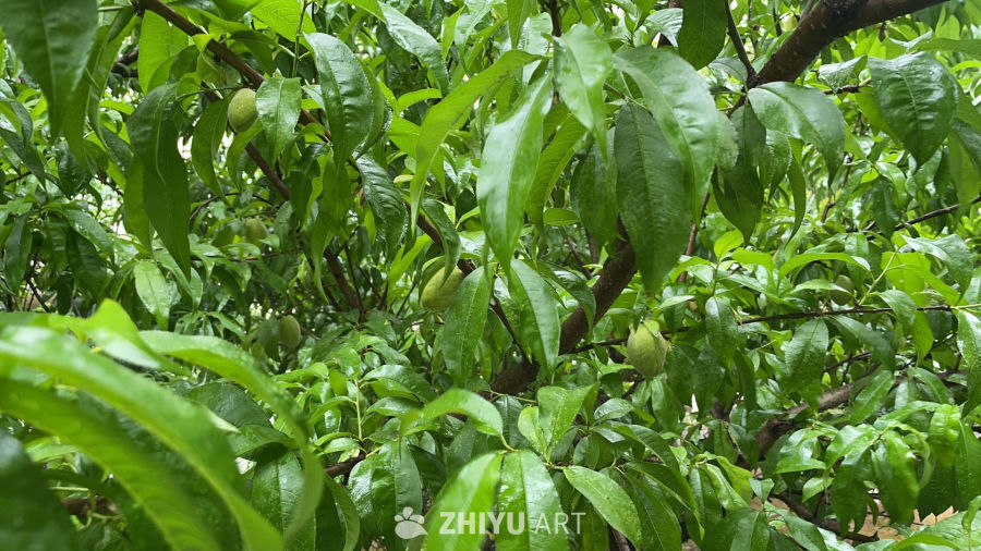 雨中桃树