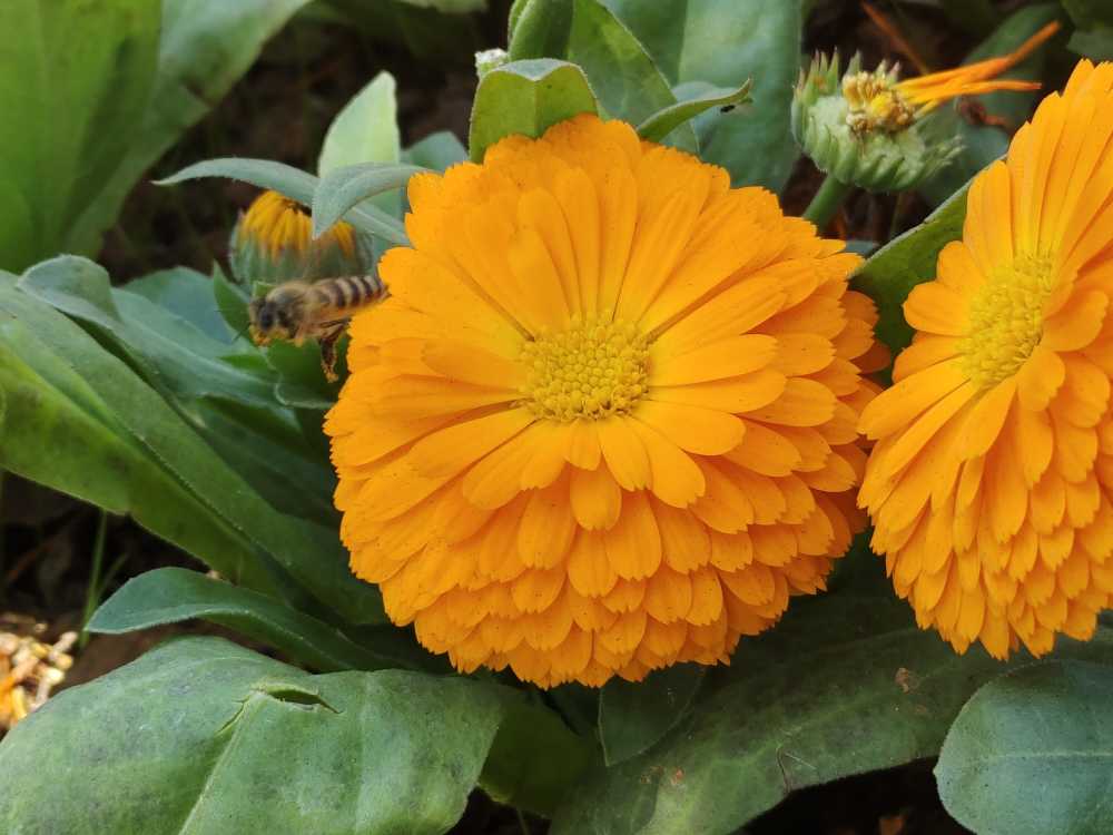 枫与花