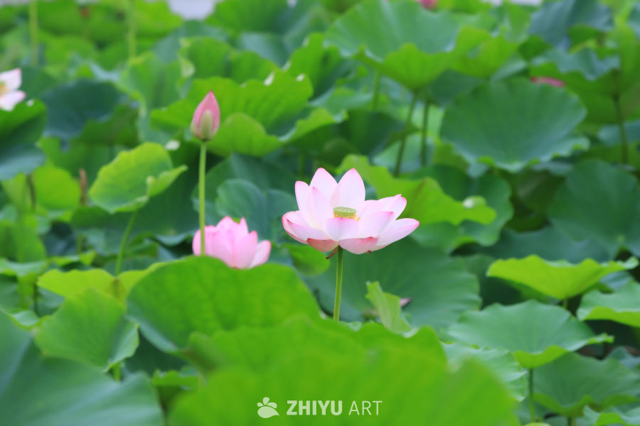 荷花 31