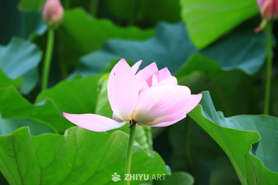 盛夏荷花 288