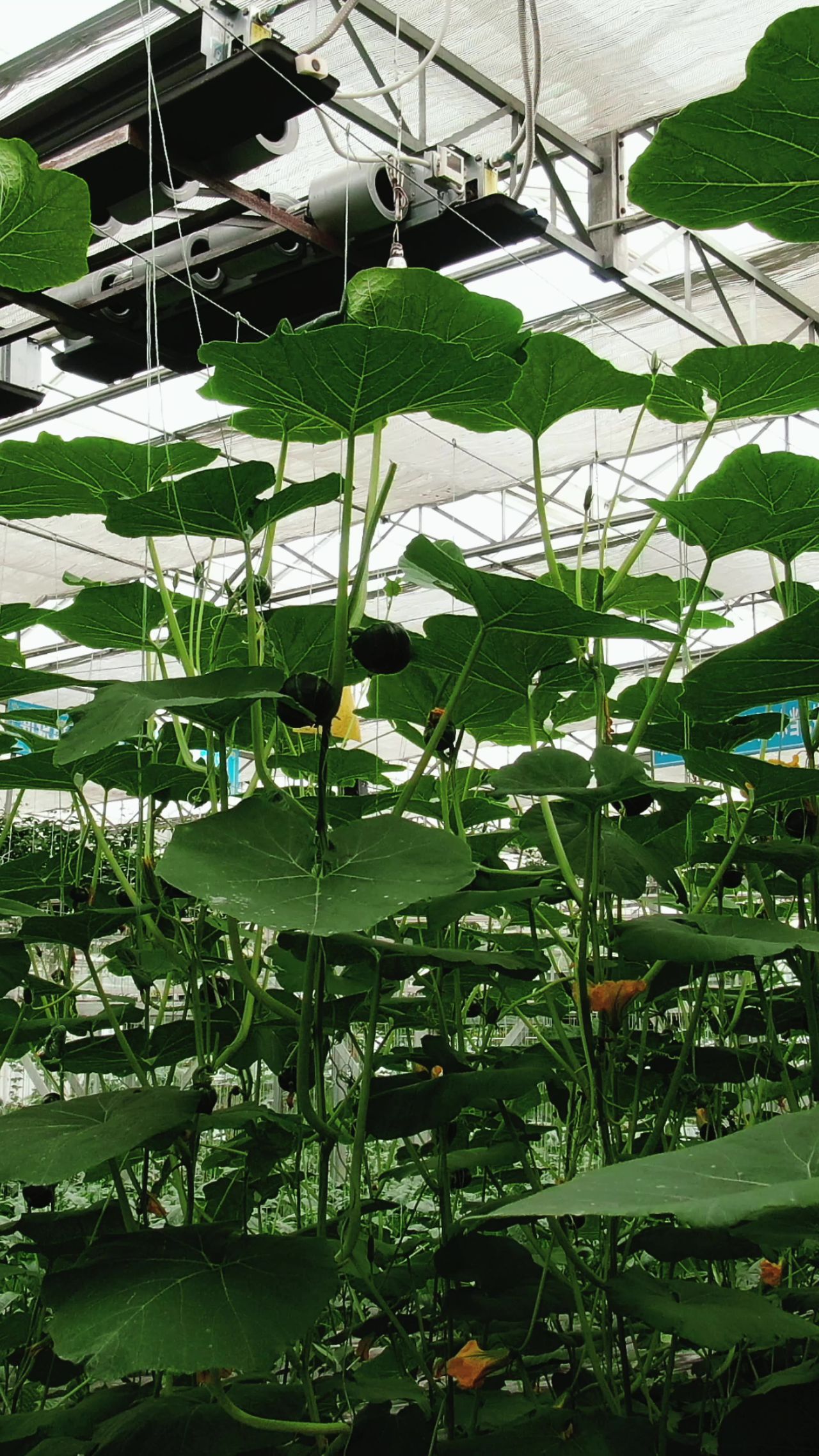  农业种植绿色蔬菜小瓜 