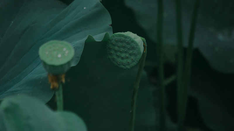 荷花 28