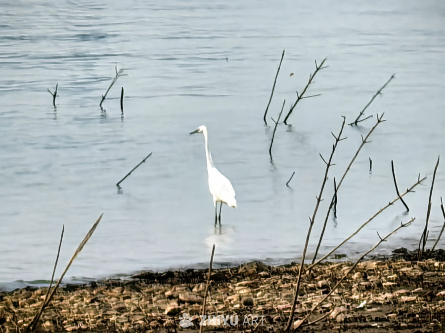 漠漠水田飞白鹭，阴阴夏木啭黄鹂
