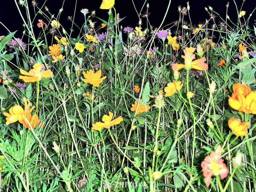 夜幕下的花海