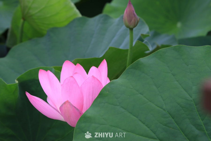 荷花 31