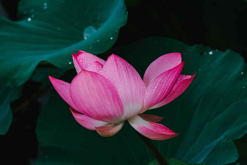 夏雨荷 13