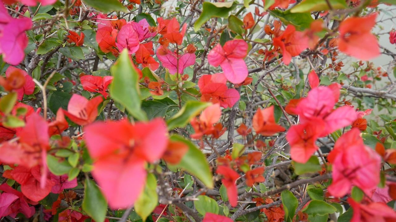 江边的叶子花丛