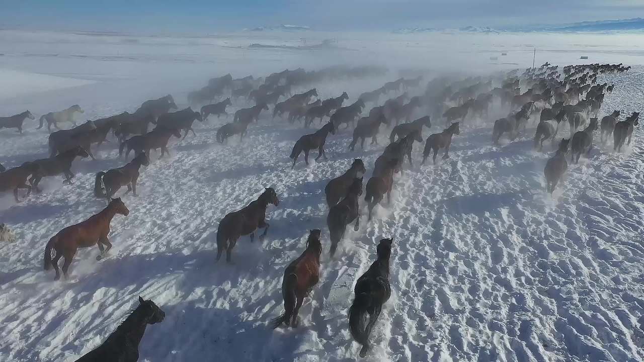 万马奔腾在冬日的雪地里